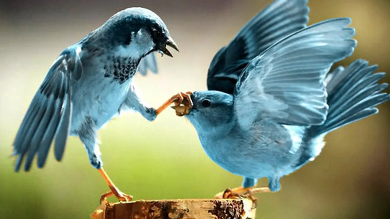 Twitter Bisa Digunakan Untuk Prediksi Kejahatan