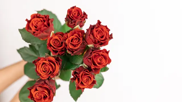 Ilustrasi Mawar Merah