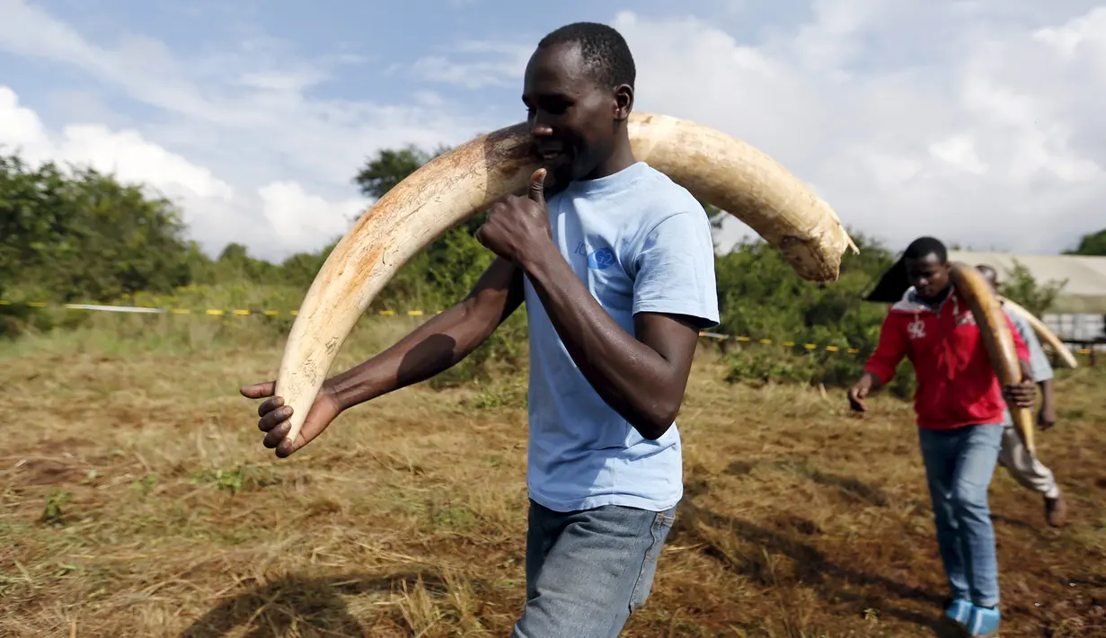 Sejumlah pekerja membawa gading gajah berukuran besar untuk dibakar di Nairobi National Park, Kenya, (20/4). Sebanyak 105 ton gading gajah berhasil diamankan petugas Kenya Wildlife Service (KWS). (REUTERS / Thomas Mukoya) 
