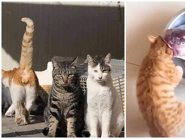 7 Potret Kelakuan Kocak Kucing Oranye Ini Bikin Geleng Kepala Hot Liputan6 Com