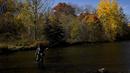 Seorang nelayan melemparkan pancingnya saat dia memancing ikan trout di Credit River di antara warna-warni musim gugur di Mississauga, Ontario, pada Kamis, 27 Oktober 2022. (Nathan Denette/The Canadian Press via AP)