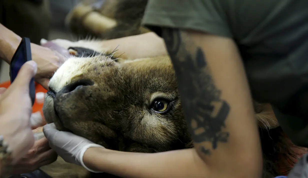 Samuni, singa delapan tahun bersiap menjalani pembedahan pengangkatan tumor dari perutnya di Ramat Gan Safari Zoo, Tel Aviv, Israel, Rabu (29/7/2015). (REUTERS/Baz Ratner) 