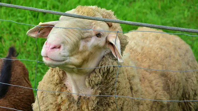 Demi Tolong Anak Kambing, Pria Ini Rela Pertaruhkan Nyawa