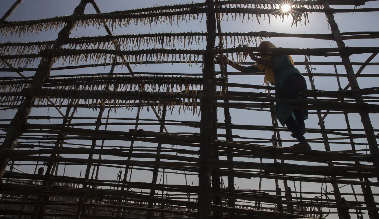 Seorang nelayan wanita mengeluarkan ikan dari struktur yang terbuat dari tiang bambu setelah dijemur di sebuah koloni nelayan di Mumbai, India, Rabu (29/12/2021). (AP Photo/Rafiq Maqbool)