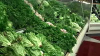 Selain Wortel, 4 Makanan Ini Bagus untuk Mata