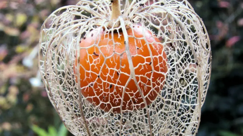 Sekali Seumur Hidup, Kamu Mesti Coba Buah Eksotik Ini