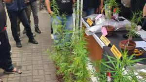 Dari California ke Bandung, Kisah Terbongkarnya Kebun Ganja Rumahan