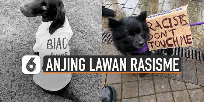 VIDEO: Deretan Foto Anjing Ikut Aksi Lawan Rasisme
