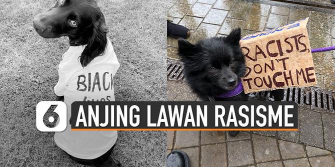 VIDEO: Deretan Foto Anjing Ikut Aksi Lawan Rasisme