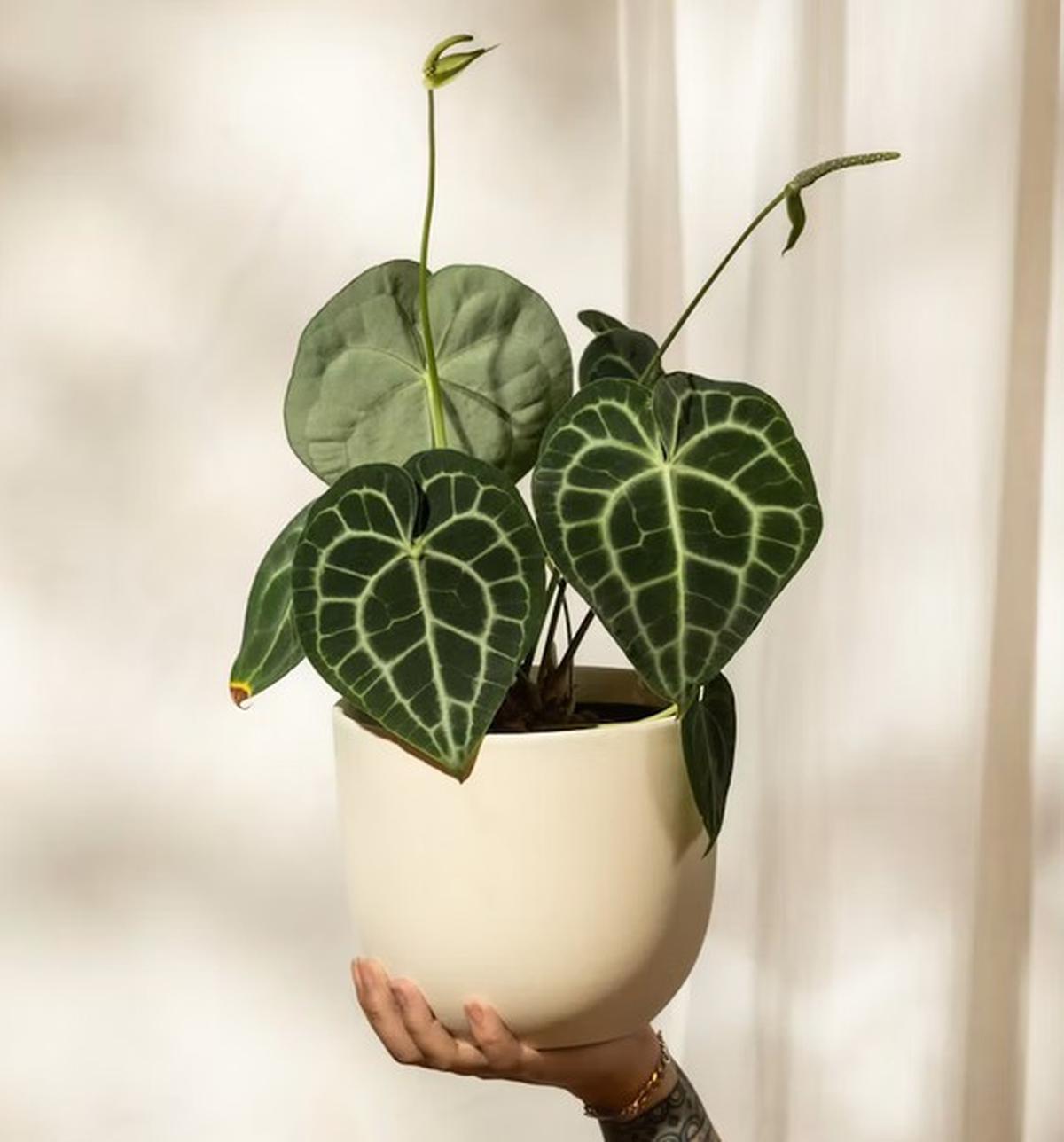 Green Anthurium