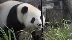 Panda betina Meng Meng berjalan dalam kandangnya di kebun binatang Zoologischer Garten, Berlin pada Rabu (14/8/2019). Sejumlah pakar mengatakan, mereka sangat yakin seekor panda betina berusia enam tahun tersebut sedang hamil. (Tobias SCHWARZ / AFP)