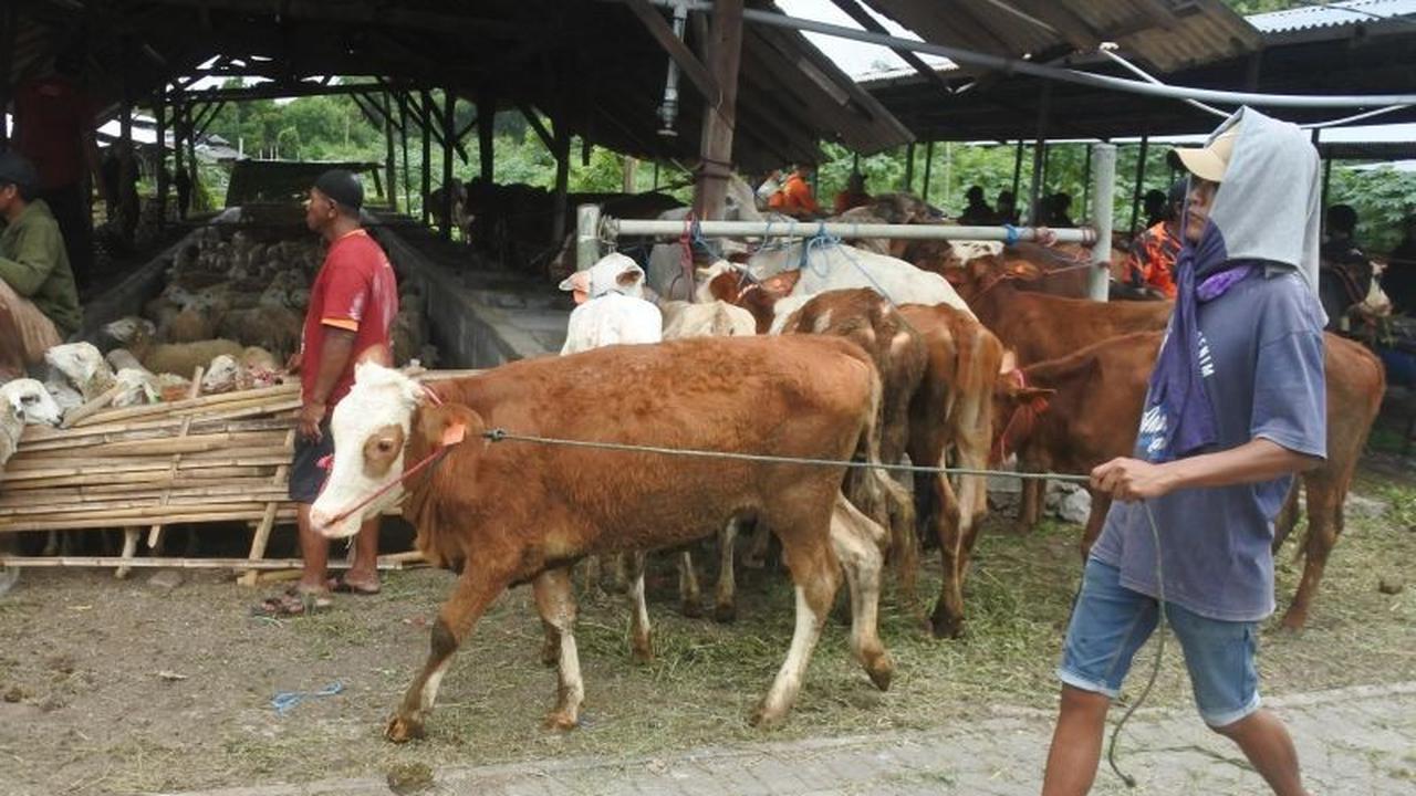 Buruh Tani Terdampak Bandara KASA Situbondo Terima Bantuan Ternak Sapi dan Domba