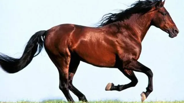 Foto: Copyright iLyke.net