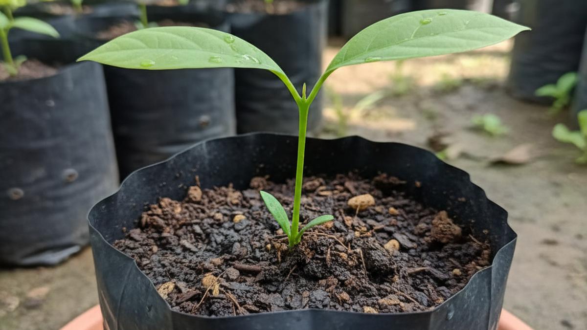 Tips Memilih Bibit Alpukat yang Bagus agar Cepat Berbuah