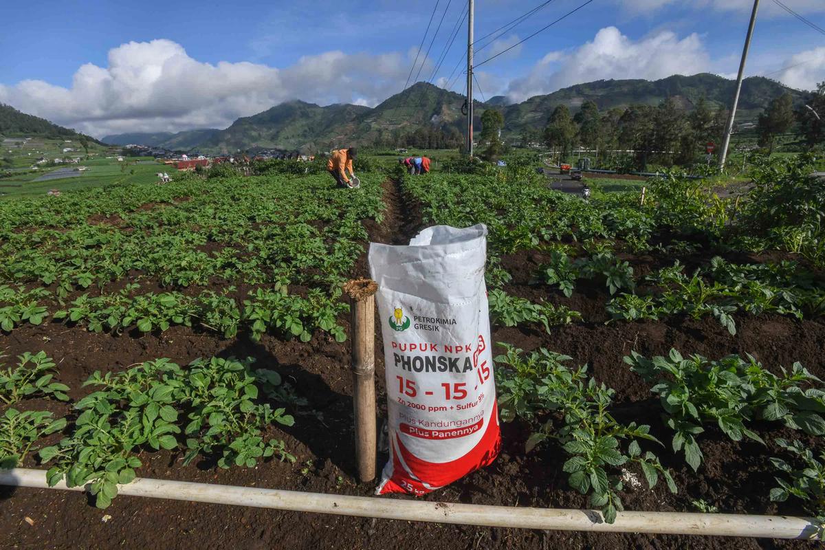 FOTO: Petani Kentang Dieng Terpinggirkan di Tengah Turunnya Harga Pupuk Subsidi