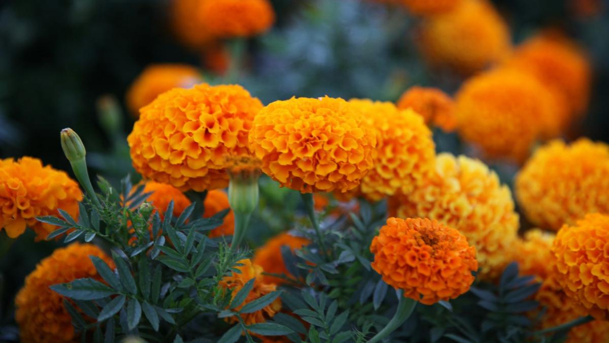 Marigold