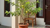 9 Pohon Buah Mini yang Tingginya Tidak Sampai 1 Meter Cocok untuk Rumah Kecil