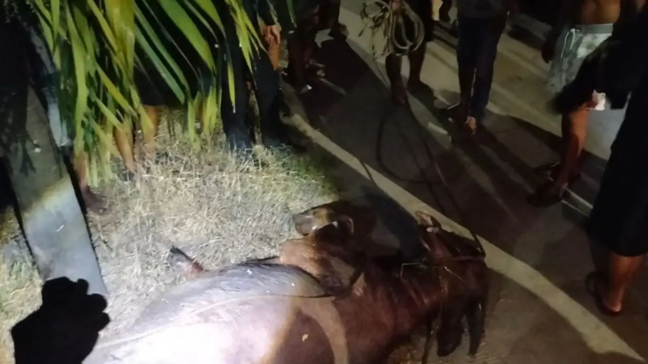 Kerbau kurban milik Masjid Purwosari, Kecamatan Kota, Kabupaten Kudus, Jawa Tengah, yang terlepas pada Rabu (27/5/2026) malam, setelah akhirnya dilumpuhkan dengan senjata polisi. (Dok: Polres Kudus)