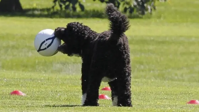 Bo, anjing yang menjadi peliharaan keluarga Barack Obama (AP)