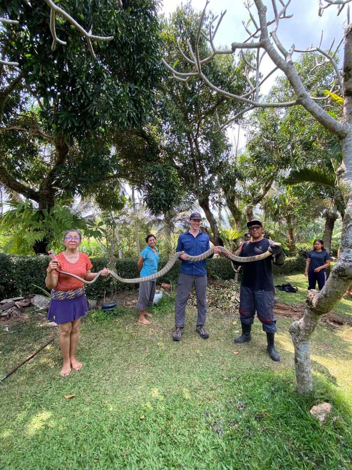 Evakuasi ular king kobra di Desa Batu Aji, Kecamatan Kerambitan, Tabanan, Bali, Senin (28/9). (Dokumentasi Yayasan Reptil Asih Tabanan).