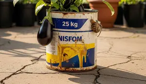 Cara Memanfaatkan Kaleng Cat Bekas 25 Kg untuk Menanam Terong Ungu yang Subur