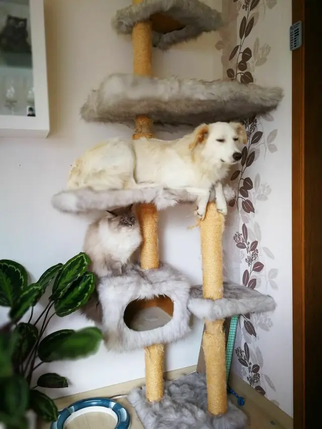 Kocak, 7 Potret Anjing Meniru Tingkah Kucing