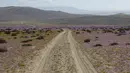 Bunga-bunga bermekaran di gurun Atacama, sekitar 600 km sebelah utara Santiago, Chile, Rabu (13/10/2021). Atacama adalah, salah satu gurun pasir paling terkenal di dunia dan dikenal sebagai tempat yang jarang sekali mengalami hujan. (MARTIN BERNETTI/AFP)