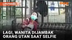 Belum lama viral seorang pria pengunjung kebun binatang ditarik paksa orang utan. Kini insiden yang sama menimpa seorang wanita pengunjung kebun binatang. Wanita tersebut tampak hendak selfie dari luar pagar kandang orang utan.