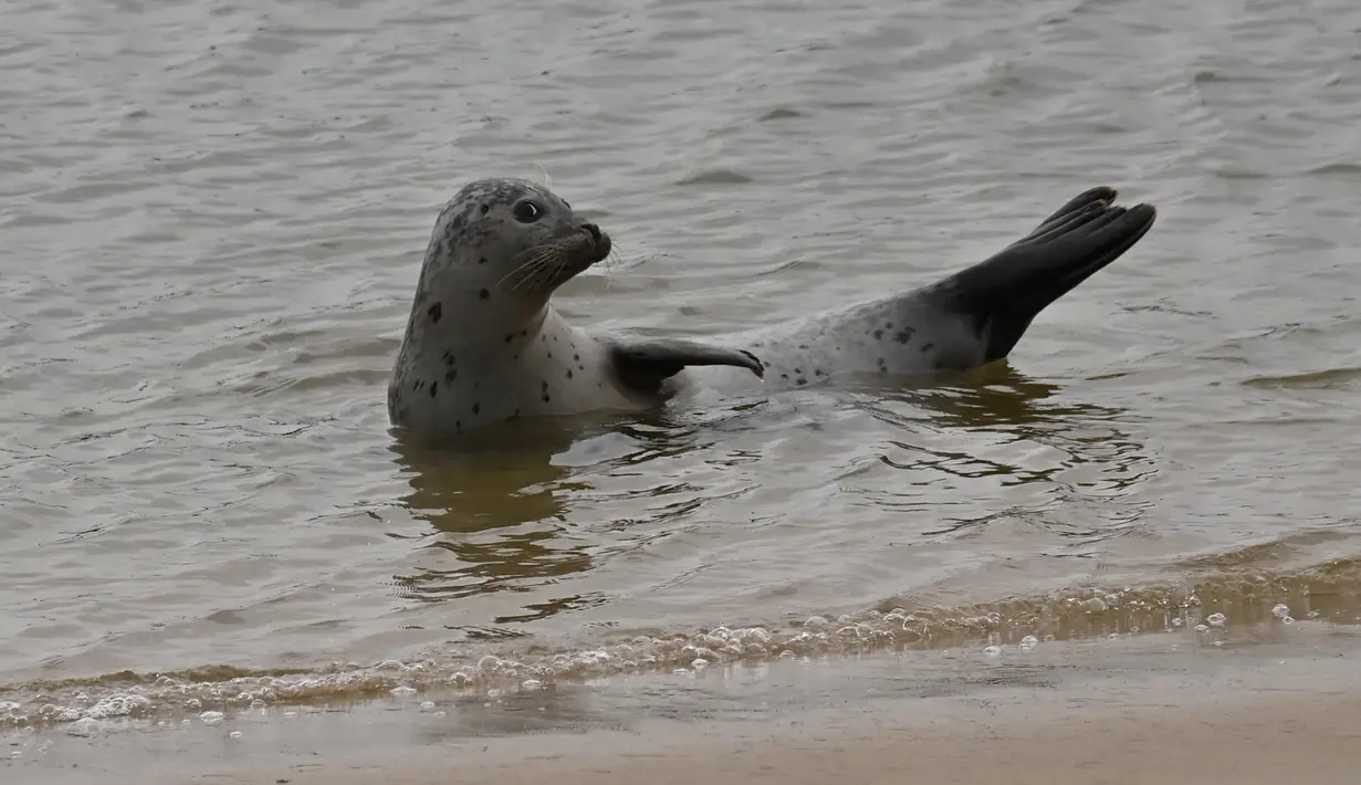 Tetapi mereka juga dapat ditemukan di tempat lain, seperti Ostend, tempat sekelompok anjing laut menetap, di Koksijde, dan di Zeebrugge. (John THYS / AFP)