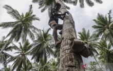 Ekonomi Sirkular Kelapa Rakyat: Mengubah Limbah Jadi Berkah di Desa Pesisir