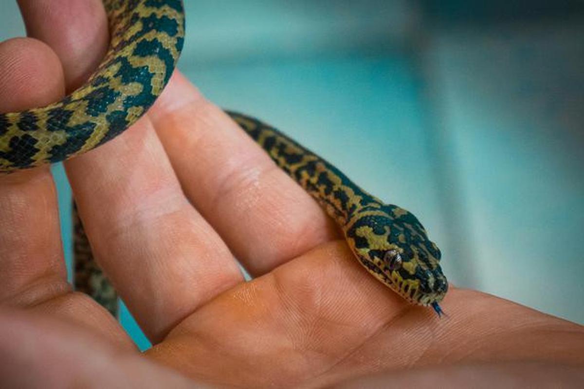 9 Tanda Kehadiran Anakan Ular di Halaman Rumah, Patut Waspada