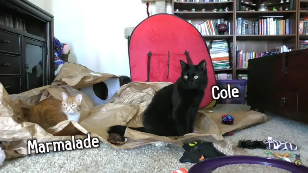 Ini yang Bakal Dilakukan Kucing Ketika Tak Ada Manusia