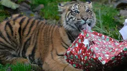 Seekor anak Harimau Sumatera yang bernama Achilles membuka kado hadiah natal di Kebun Binatang London, London, Inggris, Kamis (15/12). Harimau Sumatera satu dari enam subspesies harimau yang masih bertahan hidup hingga sekarang. (Reuters/Hannah McKay)