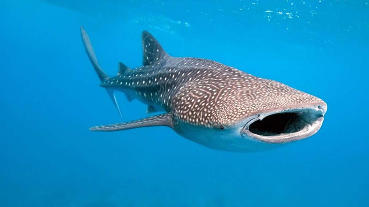 Hiu Paus Bantu Nelayan Aceh Mencari Ikan - Regional Liputan6.com