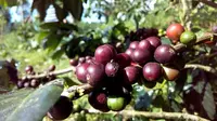 Kopi Robusta Gunung Malang, Lereng Gunung Slamet, Purbalingga. (Foto: Liputan6.com/Rudal Afgani Dirgantara)