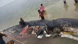 Petugas mengambil sampel dari bangkai paus sperma yang terdampar di perairan Wakatobi, Sulawesi Tenggara, Senin (19/20). Pada bangkai paus itu ditemukan 5,9 kg sampah, sebagian besar merupakan sampah plastik bahkan sandal jepit. (Liputan6.com/HO)