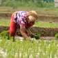 Dua orang buruh tani penggarap menanam benih padi milik warga di Bubulak, Bogor, Jabar. Buruh tani yang mengelola sawah milik warga tersebut diupah dengan 20% padi dari hasil saat panen nanti.(Antara)