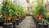 15 Tips Menanam Tomat di Polybag agar Berbuah Lebat, Solusi Agar Tanaman Produktif