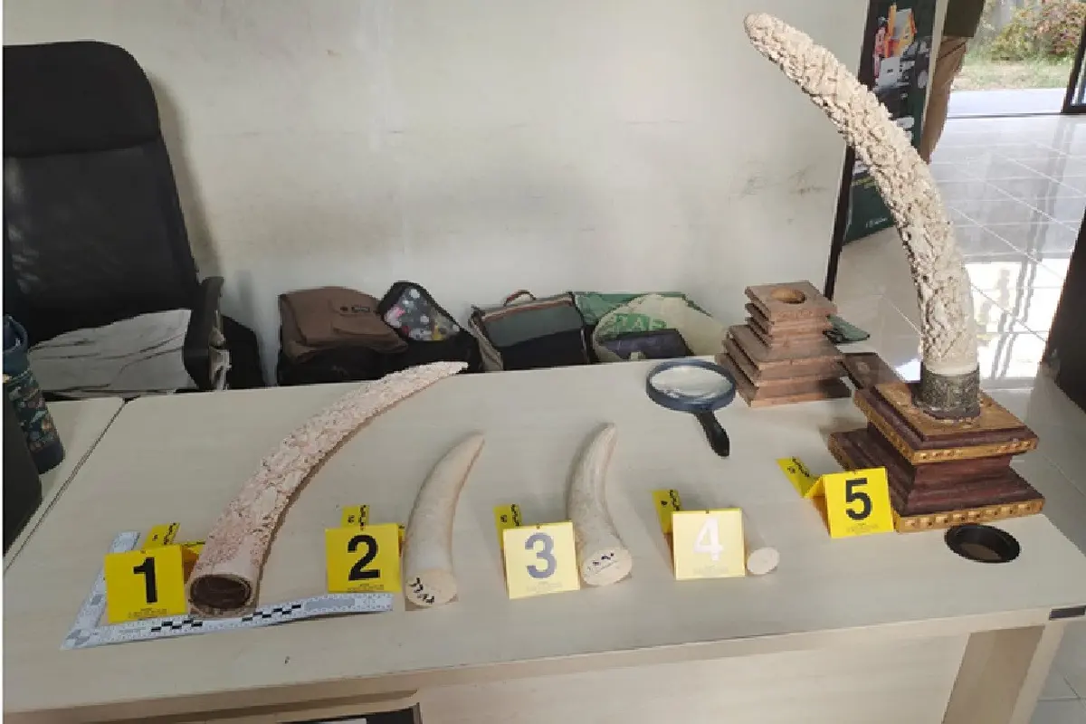 Gading Gajah Dijual Sebagai Kerajinan di Toko Seni, Tersangka Terancam Penjara 15 Tahun