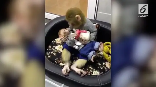 
Beredar video yang menunjukkan seekor induk monyet sedang menyusui sang anak menggunakan dot. Tak hanya itu, sang anak pun dipangku olehnya.