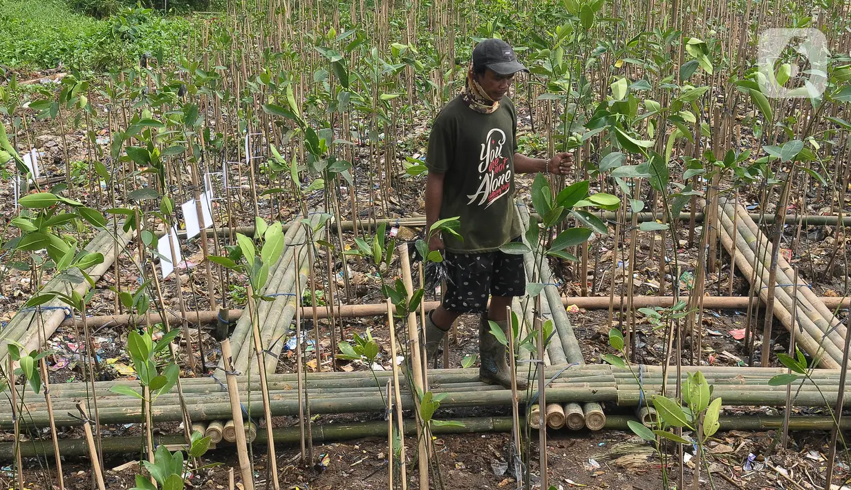 Peringatan ini disahkan bertujuan untuk meningkatkan kesadaran tentang pentingnya ekosistem mangrove dan konservasi mangrove secara berkelanjutan. (merdeka.com/imam buhori)