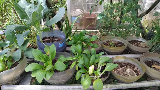 6 Tips Menyemai Sayur agar Panen Tidak Putus, Ala Kelompok Wanita Tani