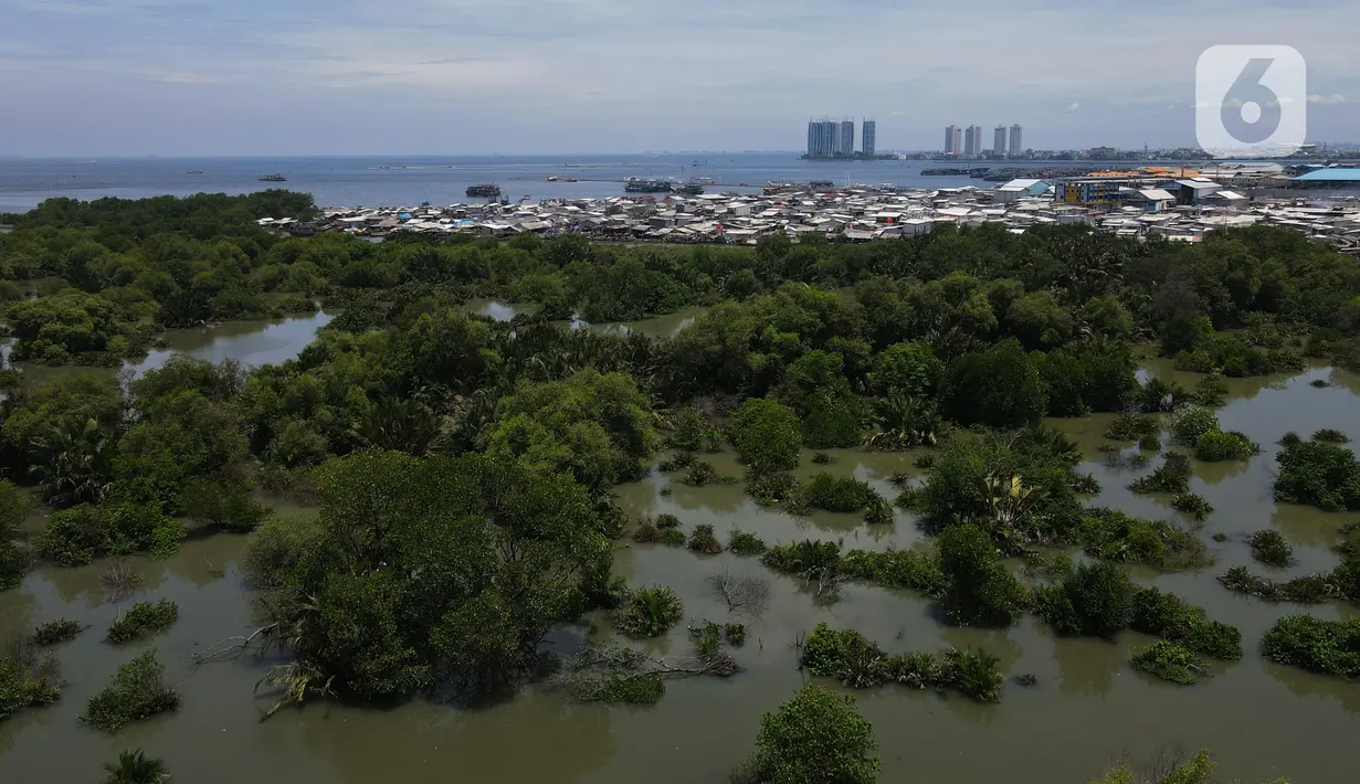 Foto areal kawasan Hutan Magrove, Jakarta, Sabtu (31/10/2020). Kawasan hutan mangrove seluas 45 hektar adalah salah satu kawasan yang tersisa di Jakarta menjadi salah satu tempat perlindungan dan konservasi. (merdeka.com/Imam Buhori)