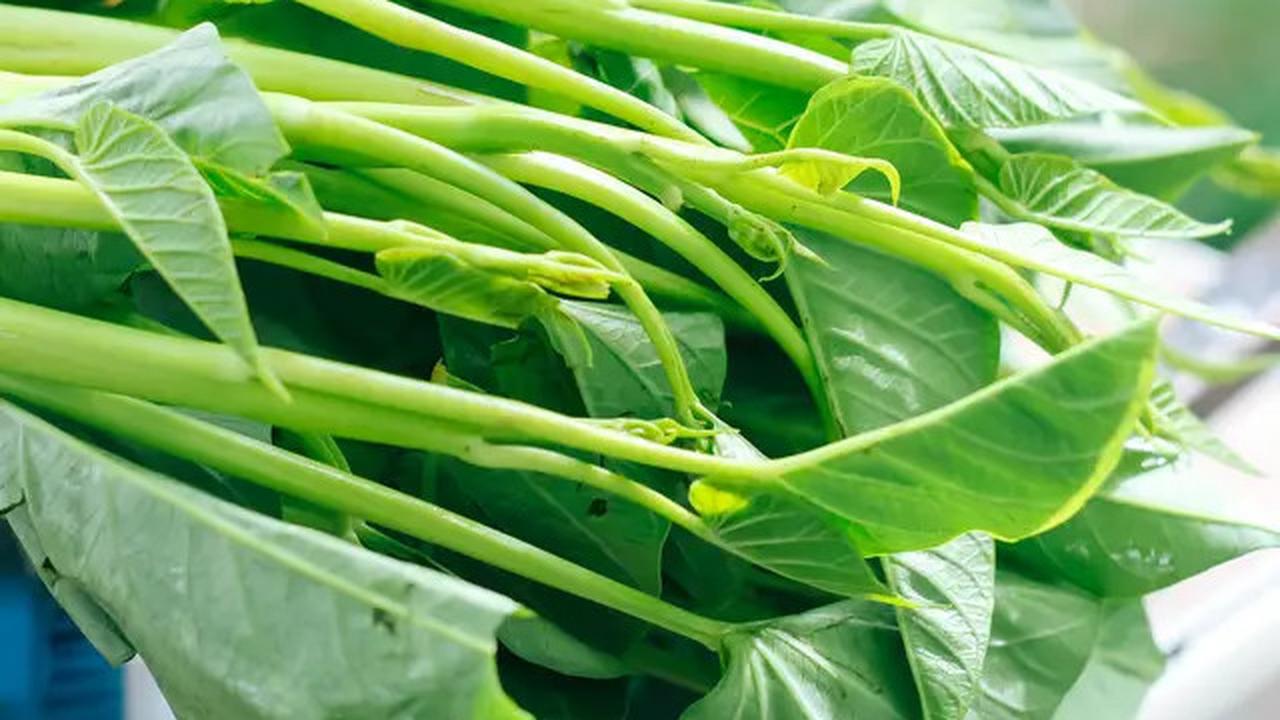 Rahasia Membersihkan Kangkung Bebas Kotoran dalam Waktu Singkat tanpa Ribet