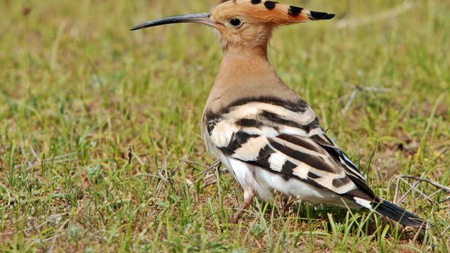 [Bintang] Keistimewaan 22 Binatang yang Disebut dalam Alquran (Part 1)