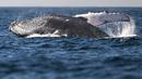 Paus bungkuk dengan nama ilmiah Megaptera novaeangliae, terlihat melompat di pantai Niteroi, negara bagian Rio de Janeiro, Brasil, Kamis (20/6/2024). (MAURO PIMENTEL / AFP)
