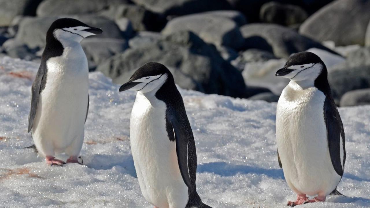 1. Pola Tidur Penguin Dagu-Putih yang Terbatasi Proses Seleksi Alam<br>