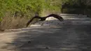 Burung bangkai terbang di atas sisa-sisa kepiting yang hancur saat menyeberang jalan setelah bertelur di laut, Giron, Kuba, 9 April 2022. Jutaan kepiting muncul pada awal hujan musim semi dan memulai perjalanan ke perairan Teluk Babi untuk bertelur dalam migrasi tahunan. (AP Photo/Ramon Espinosa)