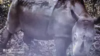 Badak langka Kalimantan bernama Pari tertangkap kamera trap. Hewan langka ini termasuk kategori satwa critically endangered menurut organisasi IUCN, lantaran jumlahnya kurang dari 100 individu. (Liputan6.com/ Abelda Gunawan)