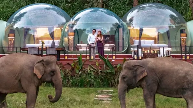 Anantara Golden Resort, Chiang Rai Thailand menawarkan penginapan resor unik dengan pemandangan langsung gajah di depan kamar. (Dok: Anantara Golden Triangle Elephant Camp & Resort)